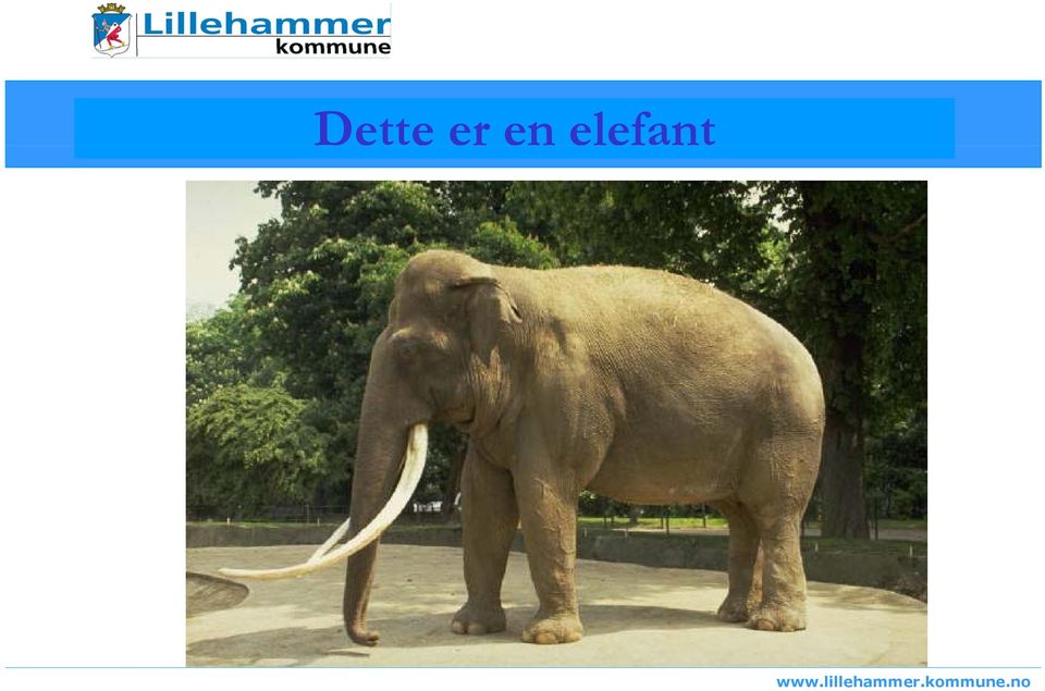 elefant