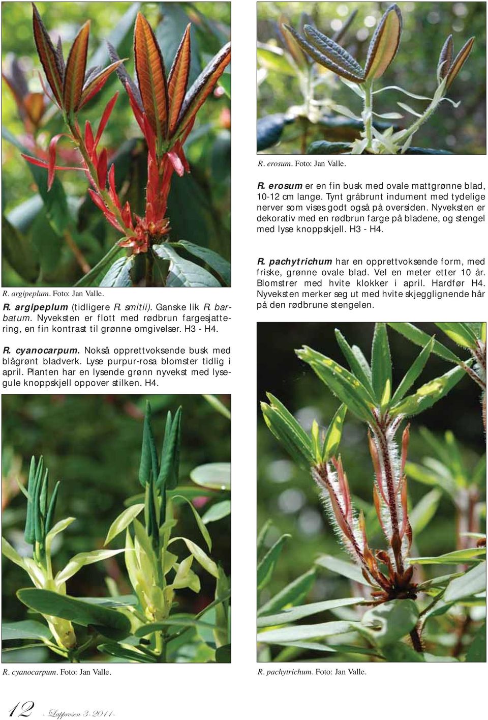 Nyveksten er flott med rødbrun fargesjattering, en fin kontrast til grønne omgivelser. H3 - H4. R. pachytrichum har en opprettvoksende form, med friske, grønne ovale blad. Vel en meter etter 10 år.