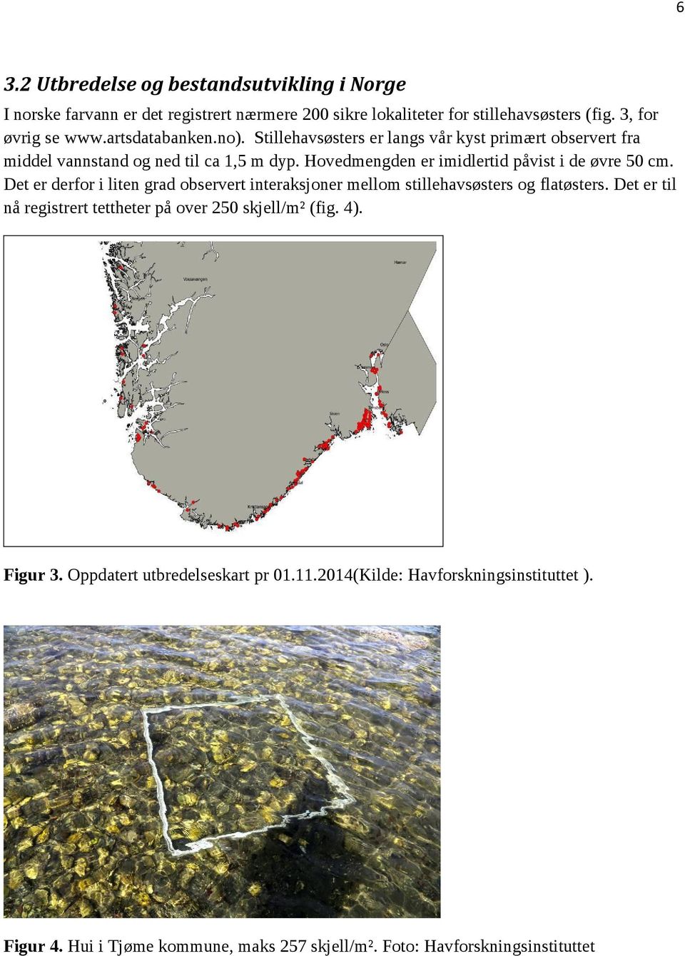 Hovedmengden er imidlertid påvist i de øvre 50 cm. Det er derfor i liten grad observert interaksjoner mellom stillehavsøsters og flatøsters.