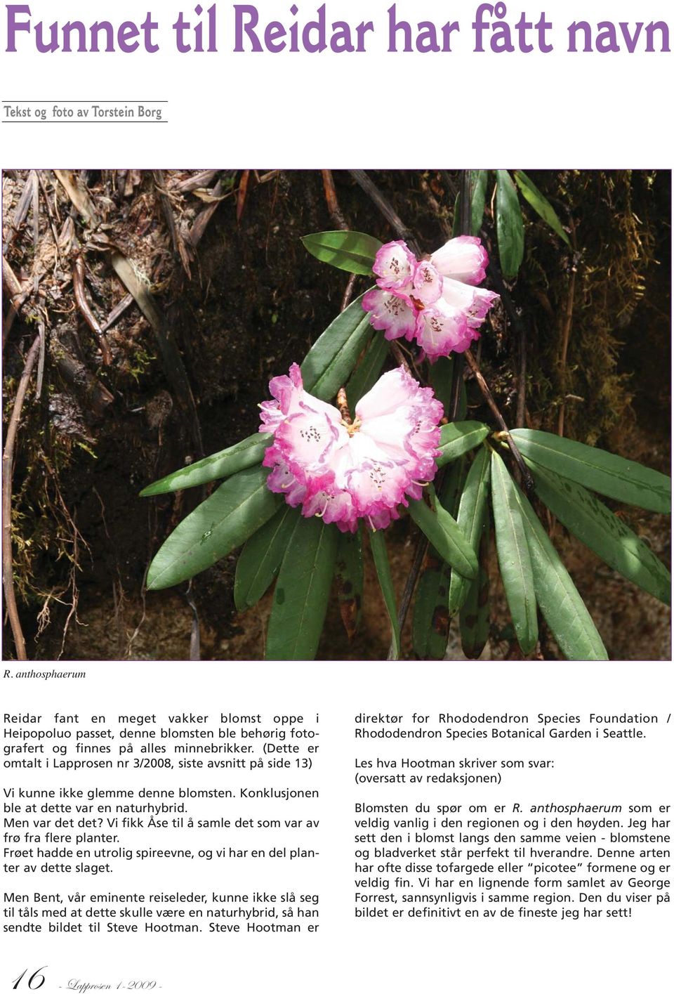 (Dette er omtalt i Lapprosen nr 3/2008, siste avsnitt på side 13) Vi kunne ikke glemme denne blomsten. Konklusjonen ble at dette var en naturhybrid. Men var det det?