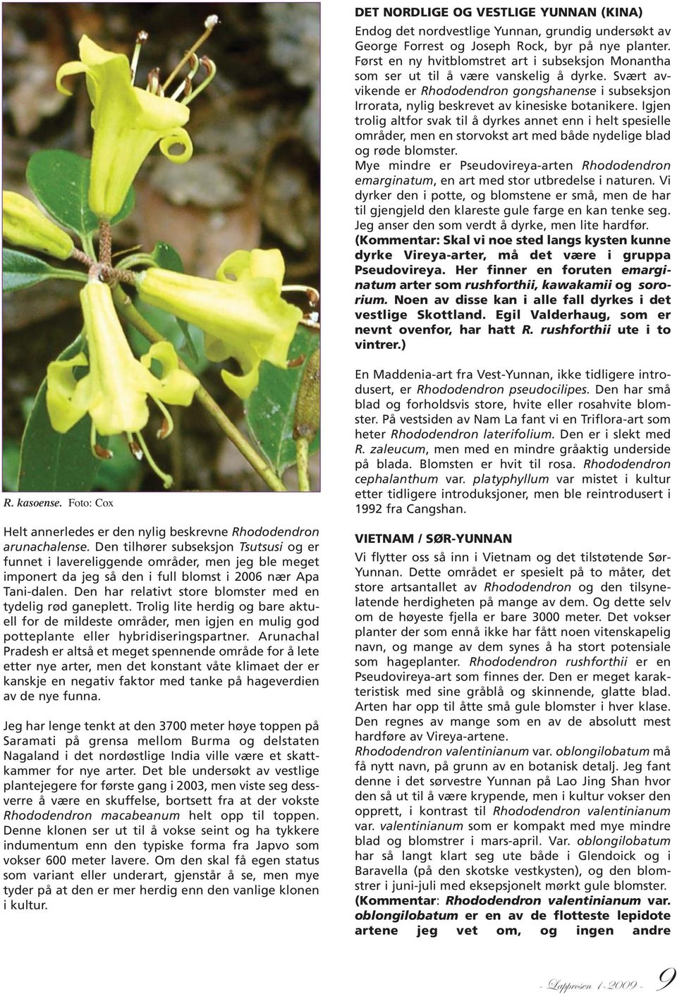 Svært avvikende er Rhododendron gongshanense i subseksjon Irrorata, nylig beskrevet av kinesiske botanikere.