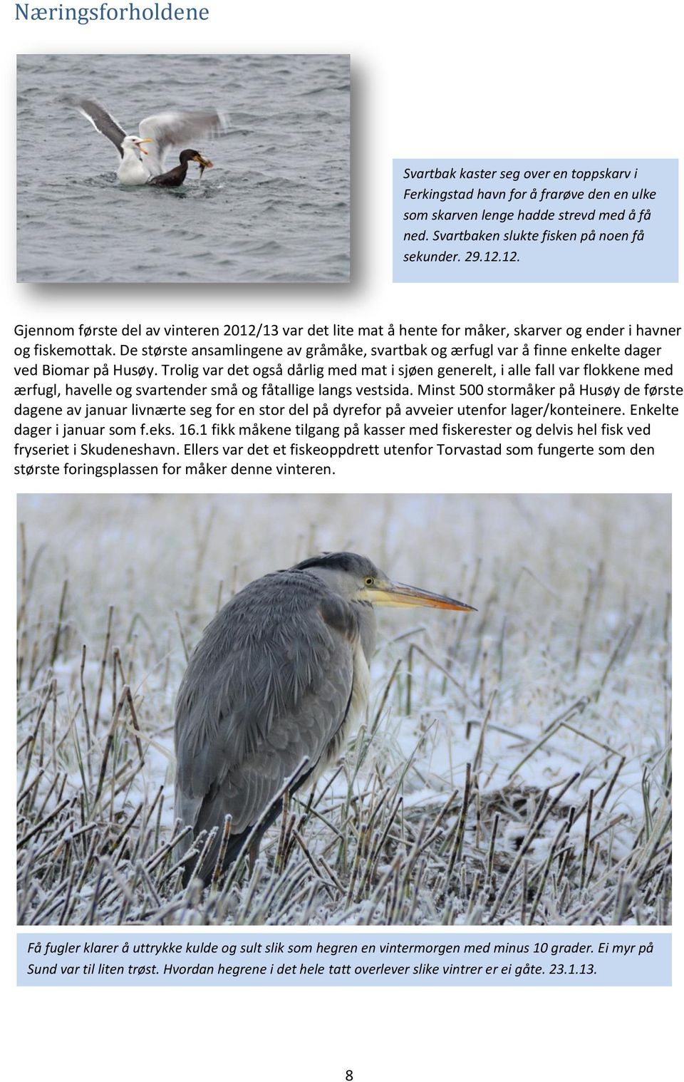 De største ansamlingene av gråmåke, svartbak og ærfugl var å finne enkelte dager ved Biomar på Husøy.