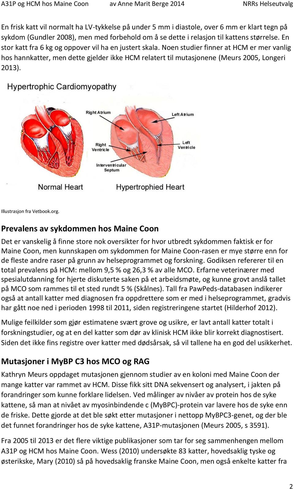 Noen studier finner at HCM er mer vanlig hos hannkatter, men dette gjelder ikke HCM relatert til mutasjonene (Meurs 00, Longeri 013). Illustrasjon fra Vetbook.org.