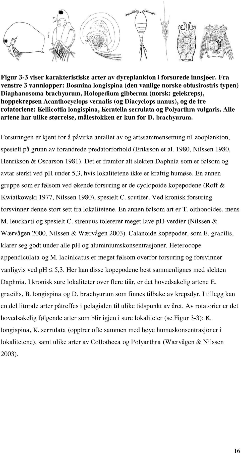 Diacyclops nanus), og de tre rotatoriene: Kellicottia longispina, Keratella serrulata og Polyarthra vulgaris. Alle artene har ulike størrelse, målestokken er kun for D. brachyurum.