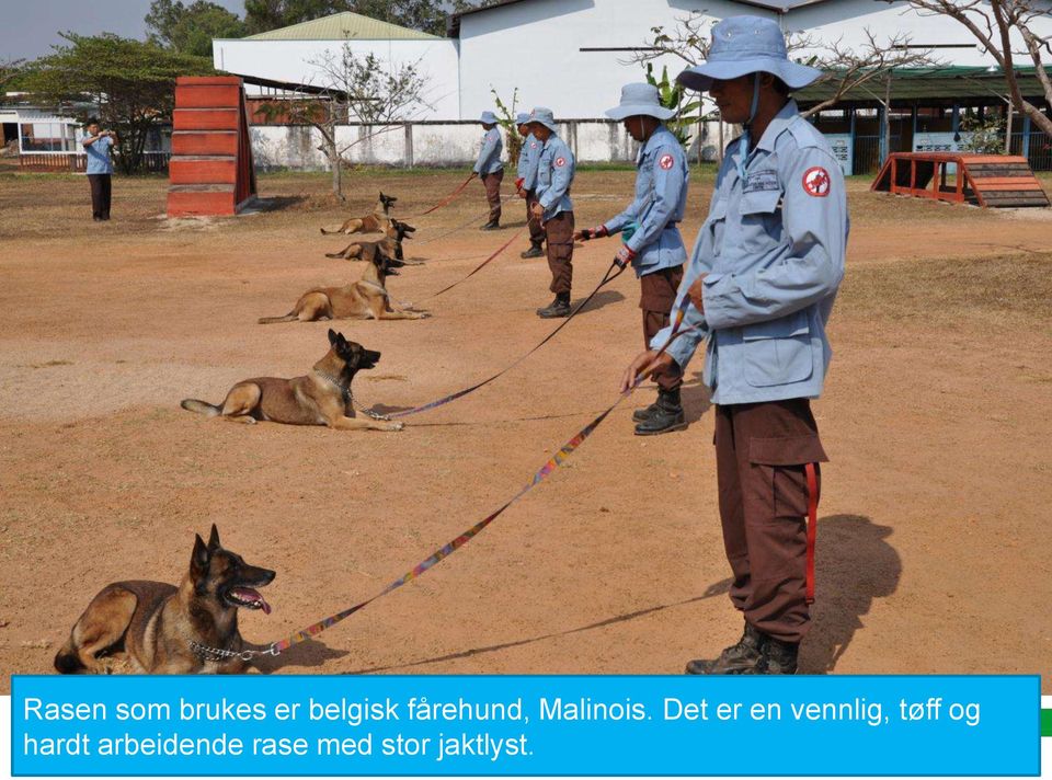 belgisk fårehund, Malinois.