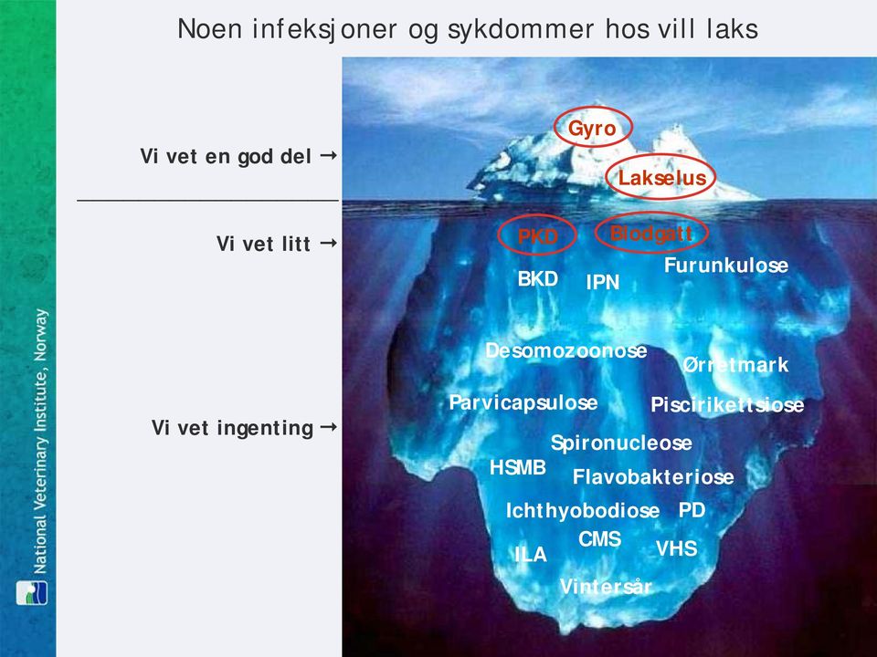 ingenting Desomozoonose Ørretmark Parvicapsulose Piscirikettsiose