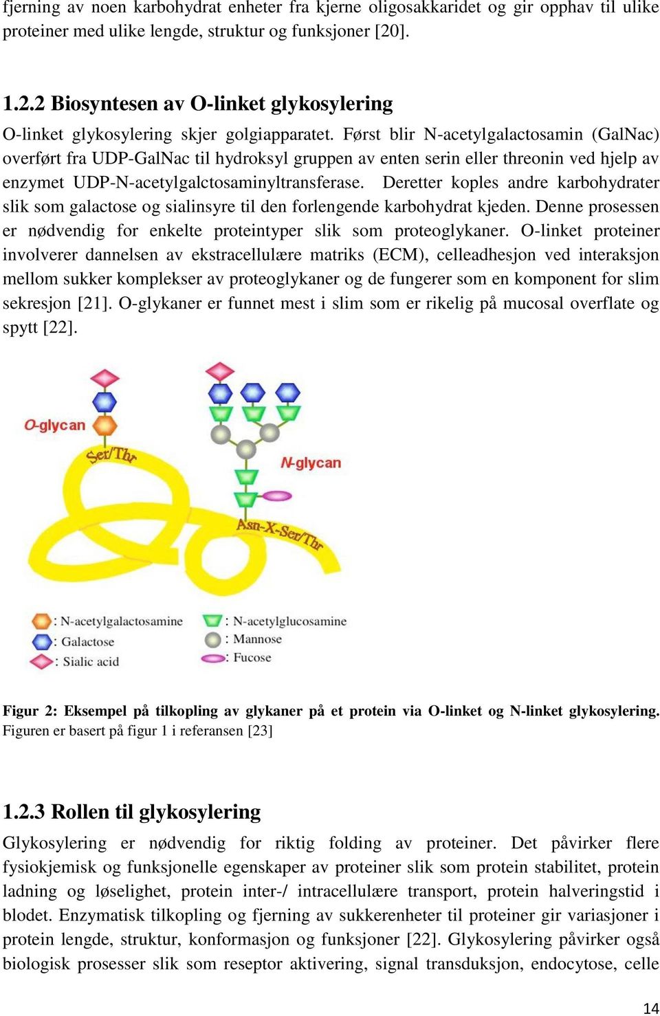 Først blir N-acetylgalactosamin (GalNac) overført fra UDP-GalNac til hydroksyl gruppen av enten serin eller threonin ved hjelp av enzymet UDP-N-acetylgalctosaminyltransferase.