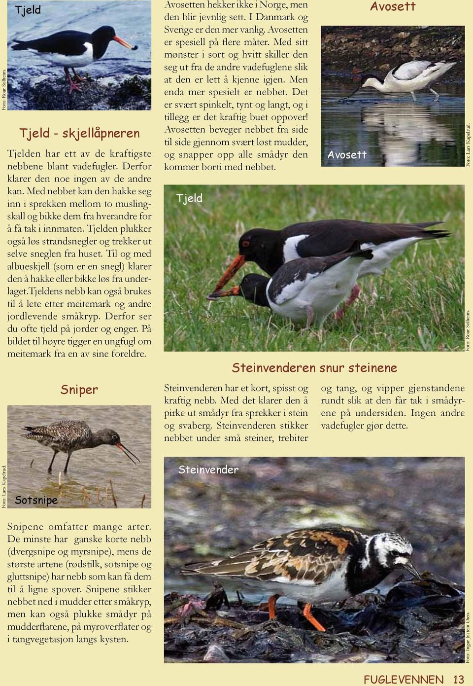 Tjelden plukker også løs strandsnegler og trekker ut selve sneglen fra huset. Til og med albue skjell (som er en snegl) klarer den å hakke eller bikke løs fra underlaget.