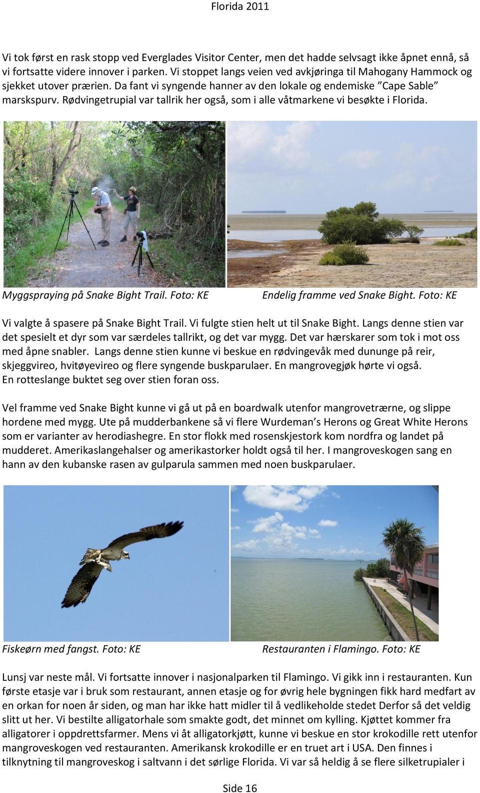 Rødvingetrupial var tallrik her også, som i alle våtmarkene vi besøkte i Florida. Myggspraying på Snake Bight Trail. Foto: KE Endelig framme ved Snake Bight.