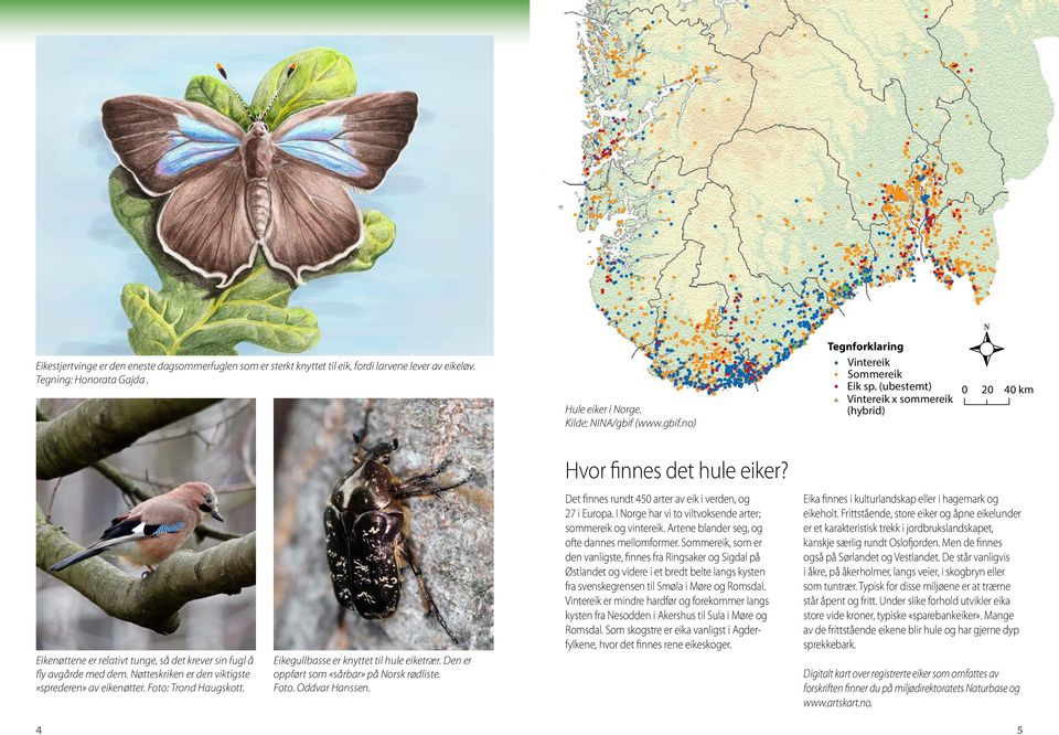 Eikenøttene er relativt tunge, så det krever sin fugl å fly avgårde med dem. Nøtteskriken er den viktigste «sprederen» av eikenøtter. Foto: Trond Haugskott.