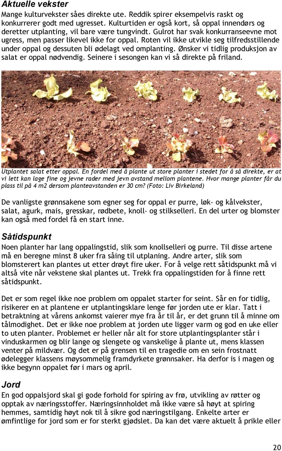 Roten vil ikke utvikle seg tilfredsstillende under oppal og dessuten bli ødelagt ved omplanting. Ønsker vi tidlig produksjon av salat er oppal nødvendig.