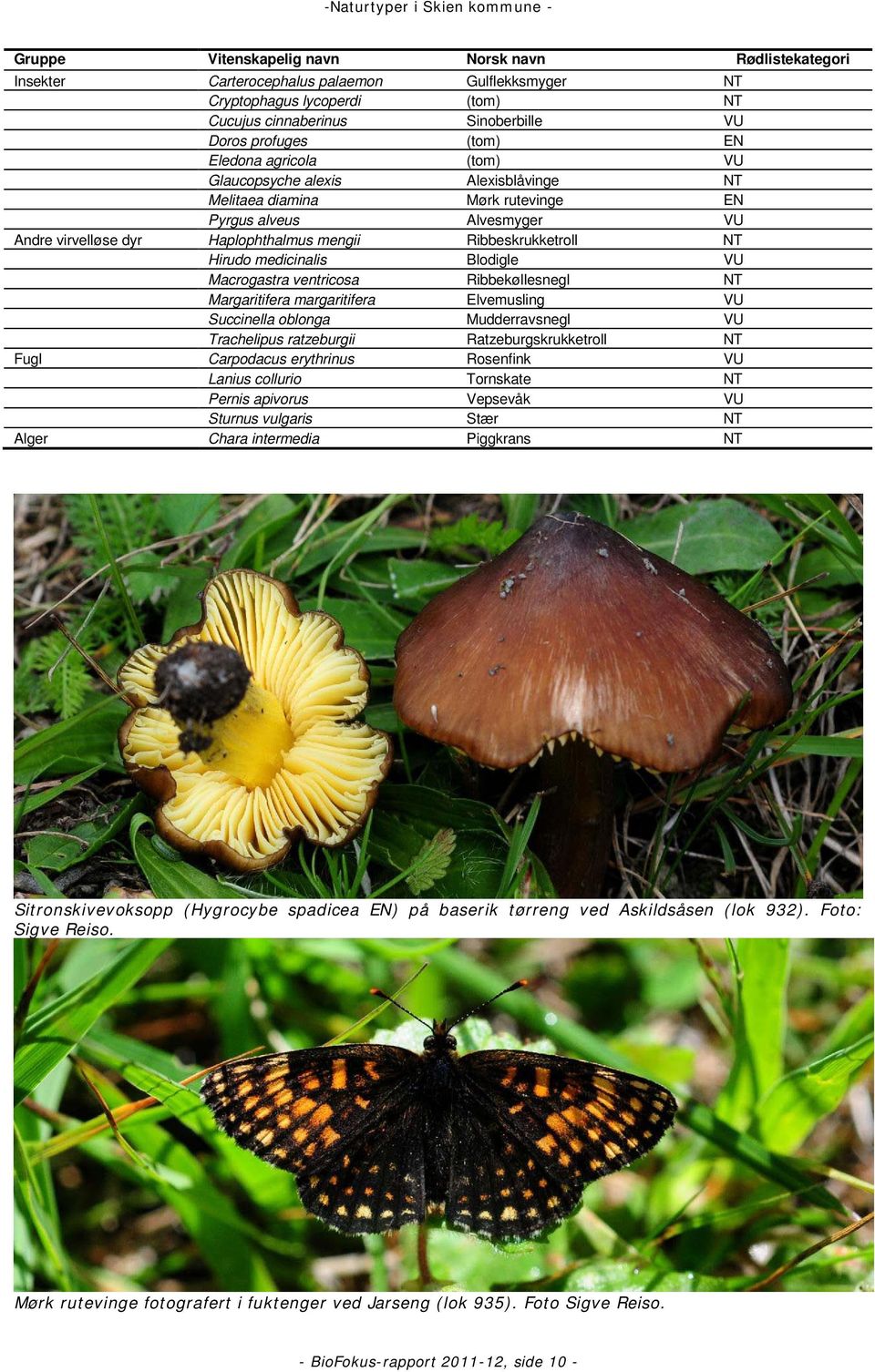 medicinalis Blodigle VU Macrogastra ventricosa Ribbekøllesnegl NT Margaritifera margaritifera Elvemusling VU Succinella oblonga Mudderravsnegl VU Trachelipus ratzeburgii Ratzeburgskrukketroll NT Fugl