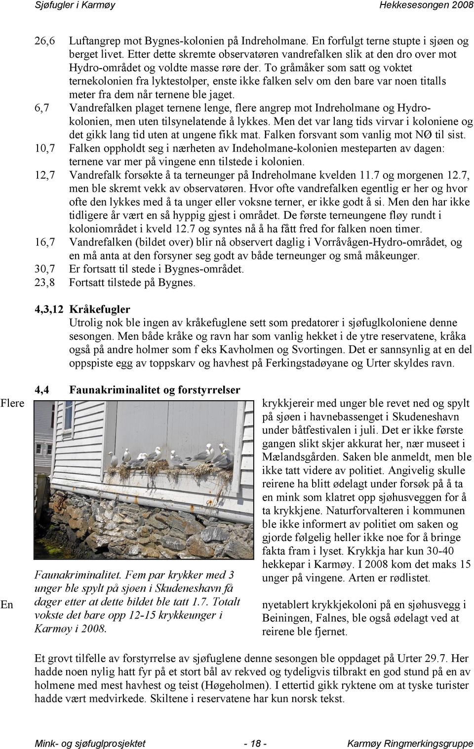 To gråmåker som satt og voktet ternekolonien fra lyktestolper, enste ikke falken selv om den bare var noen titalls meter fra dem når ternene ble jaget.