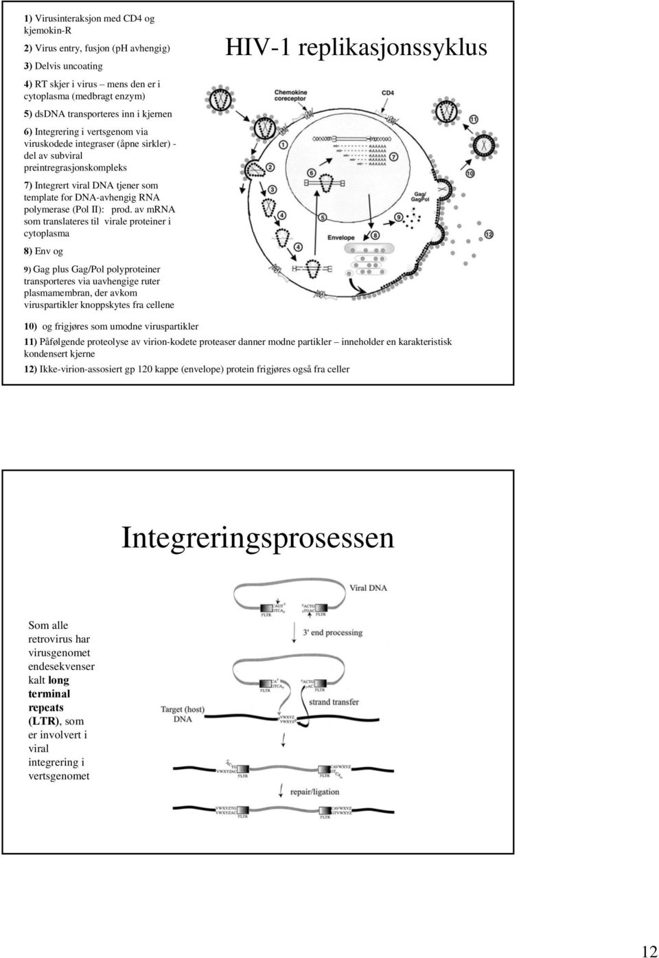 prod. av mrna som translateres til virale proteiner i cytoplasma 8) Env og 9) Gag plus Gag/Pol polyproteiner transporteres via uavhengige ruter plasmamembran, der avkom viruspartikler knoppskytes fra