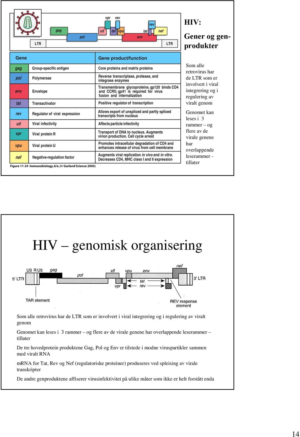 rammer og flere av de virale genene har overlappende leserammer tillater De tre hovedprotein produktene Gag, Pol og Env er tilstede i modne viruspartikler sammen med viralt RNA mrna for