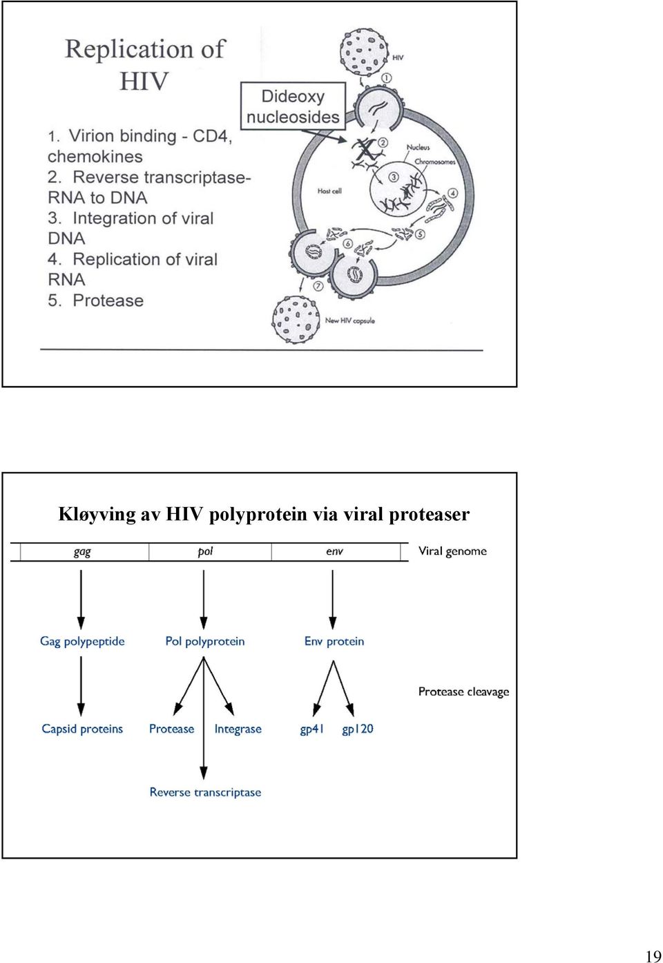 polyprotein