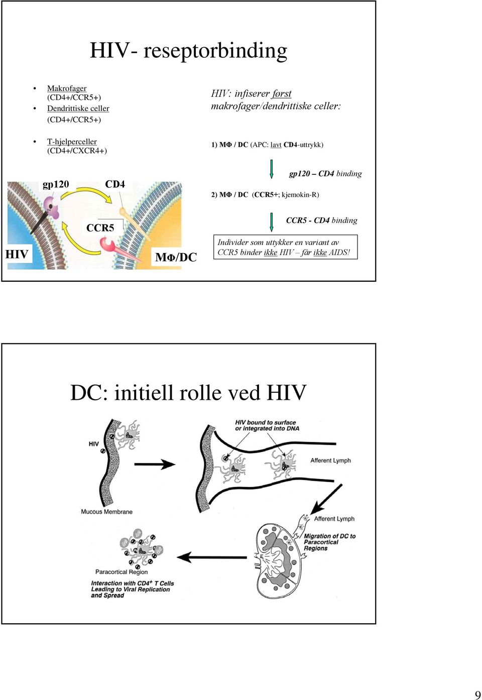 CD4-uttrykk) gp120 CD4 2) MΦ / DC (CCR5+; kjemokin-r) gp120 CD4 binding HIV CCR5 MΦ/DC CCR5 - CD4