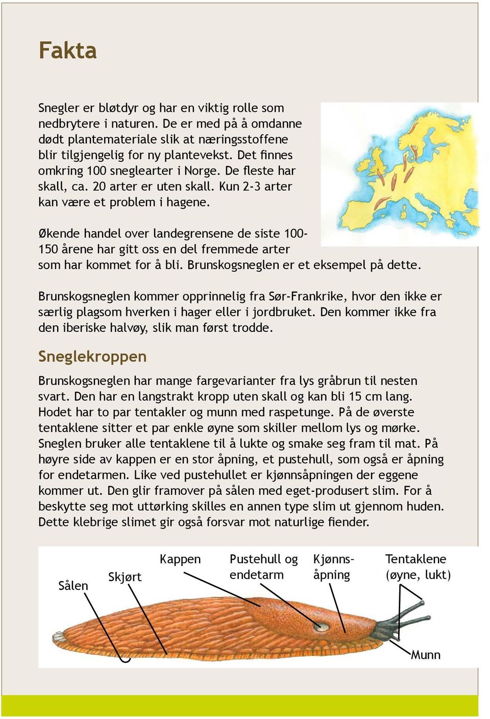 Økende handel over landegrensene de siste 100-150 årene har gitt oss en del fremmede arter som har kommet for å bli. Brunskogsneglen er et eksempel på dette.