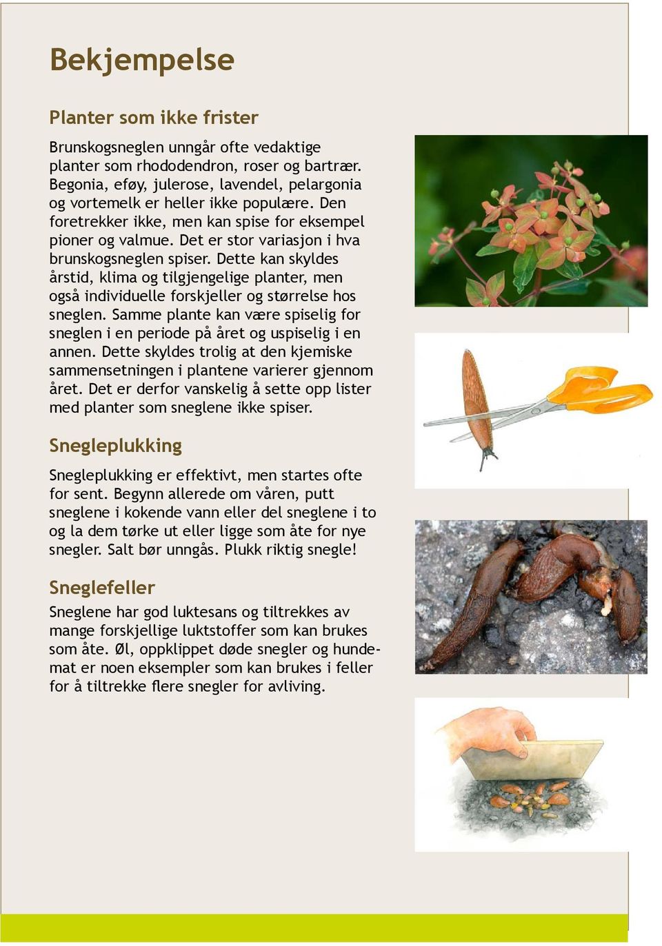 Det er stor variasjon i hva brunskogsneglen spiser. Dette kan skyldes årstid, klima og tilgjengelige planter, men også individuelle forskjeller og størrelse hos sneglen.