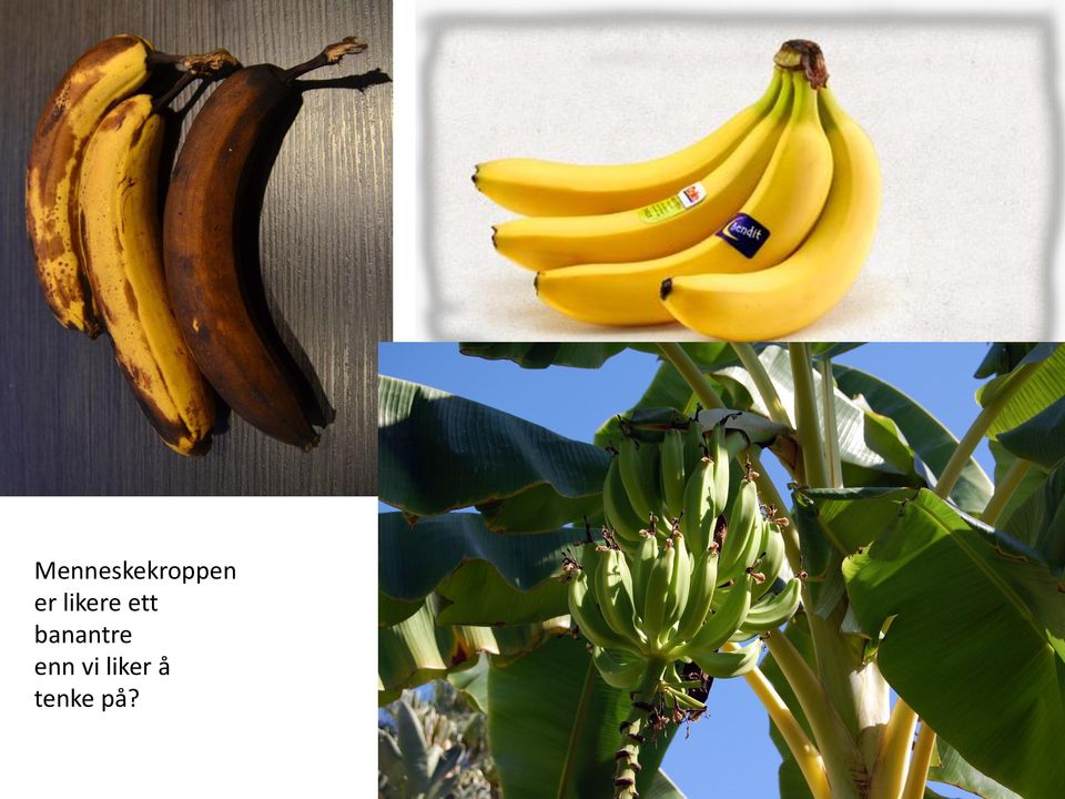 banantre enn vi