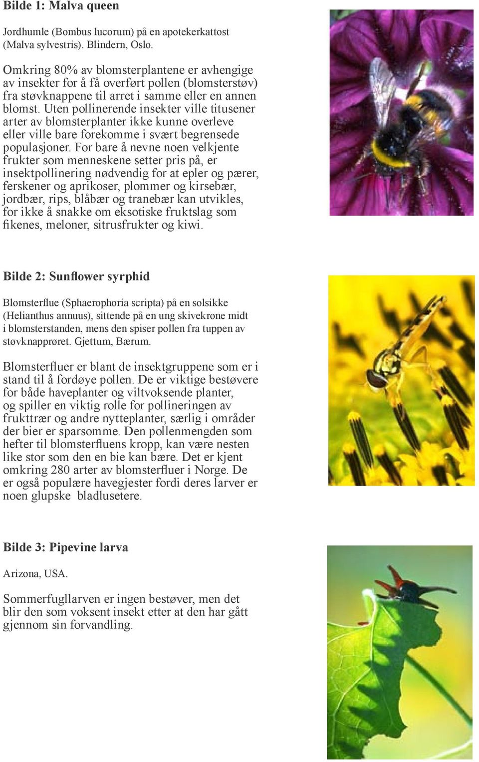 Uten pollinerende insekter ville titusener arter av blomsterplanter ikke kunne overleve eller ville bare forekomme i svært begrensede populasjoner.