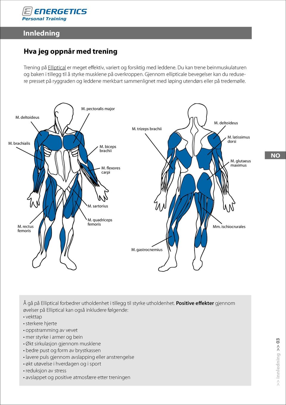 deltoideus M. brachialis M. biceps brachii M. flexores carpi M. latissimus dorsi M. glutaeus maximus M. sartorius M. rectus femoris M. quadriceps femoris Mm. ischiocrurales M.