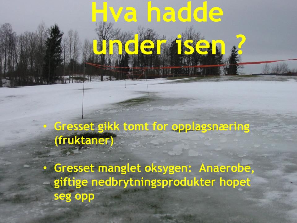 (fruktaner) Gresset manglet oksygen: