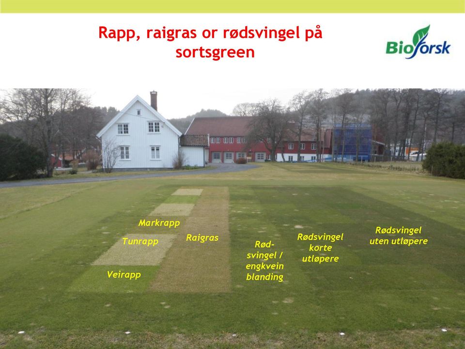 Raigras Rødsvingel / engkvein blanding