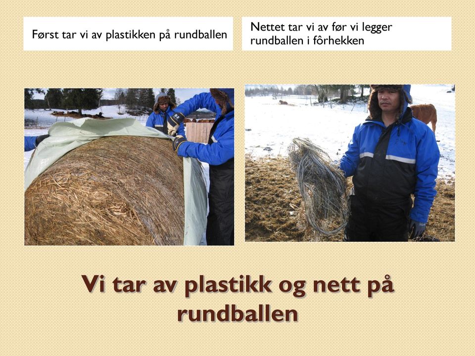 vi legger rundballen i fôrhekken