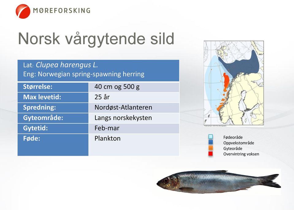 Spredning: Gyteområde: Gytetid: 40 cm og 500 g 25 år