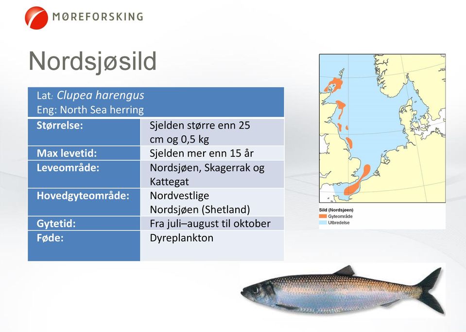 Gytetid: Føde: cm og 0,5 kg Sjelden mer enn 15 år Nordsjøen, Skagerrak