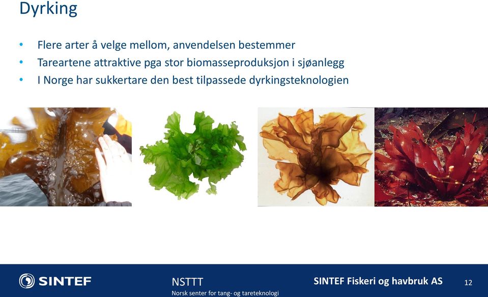 pga stor biomasseproduksjon i sjøanlegg I