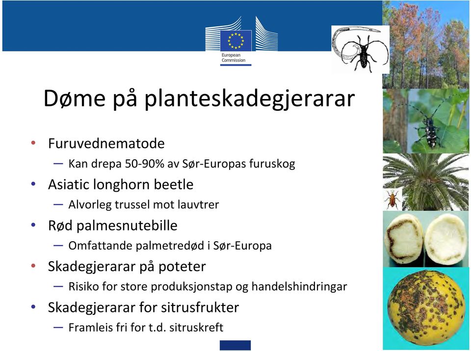 palmetredød i Sør Europa Skadegjerarar på poteter Risiko for store produksjonstap og