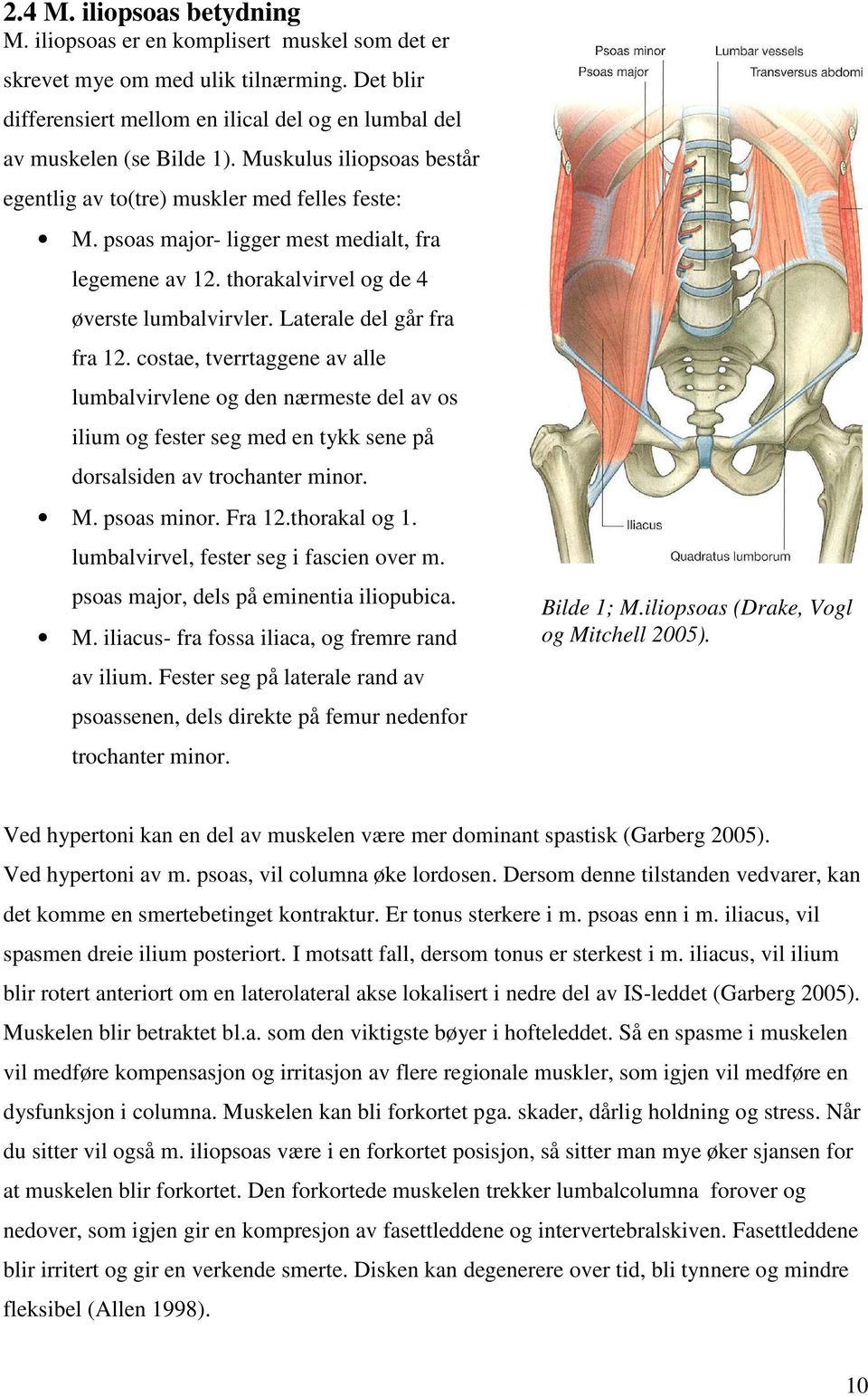 Laterale del går fra fra 12. costae, tverrtaggene av alle lumbalvirvlene og den nærmeste del av os ilium og fester seg med en tykk sene på dorsalsiden av trochanter minor. M. psoas minor. Fra 12.