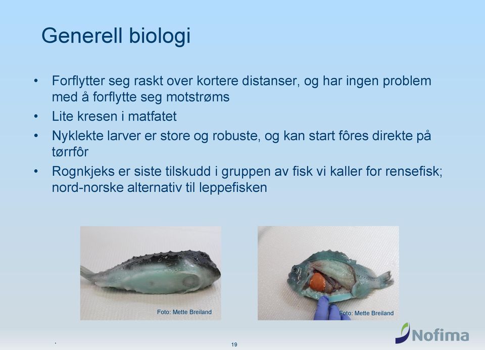 start fôres direkte på tørrfôr Rognkjeks er siste tilskudd i gruppen av fisk vi kaller for