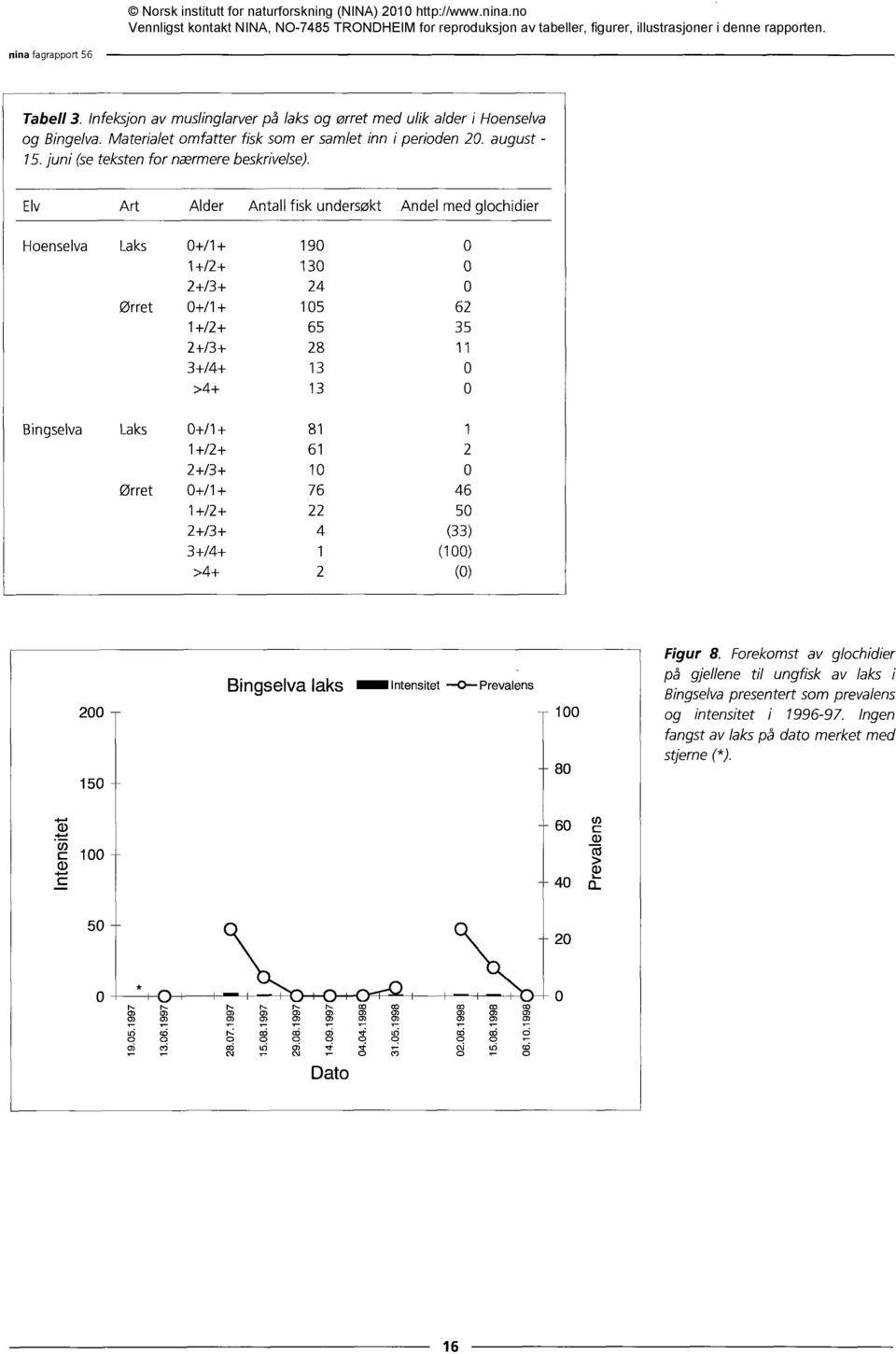 Forekomst av glochidier på gjellene til ungfisk av laks i Bingselva presentert som prevalens 100 og intensitet i 1996-97. Ingen fangst av lakspå dato merket med stjerne (*). c.4=.