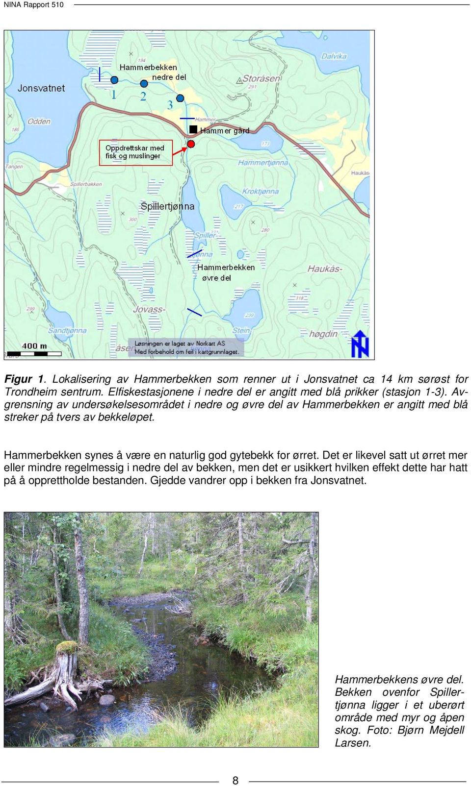 Hammerbekken synes å være en naturlig god gytebekk for ørret.