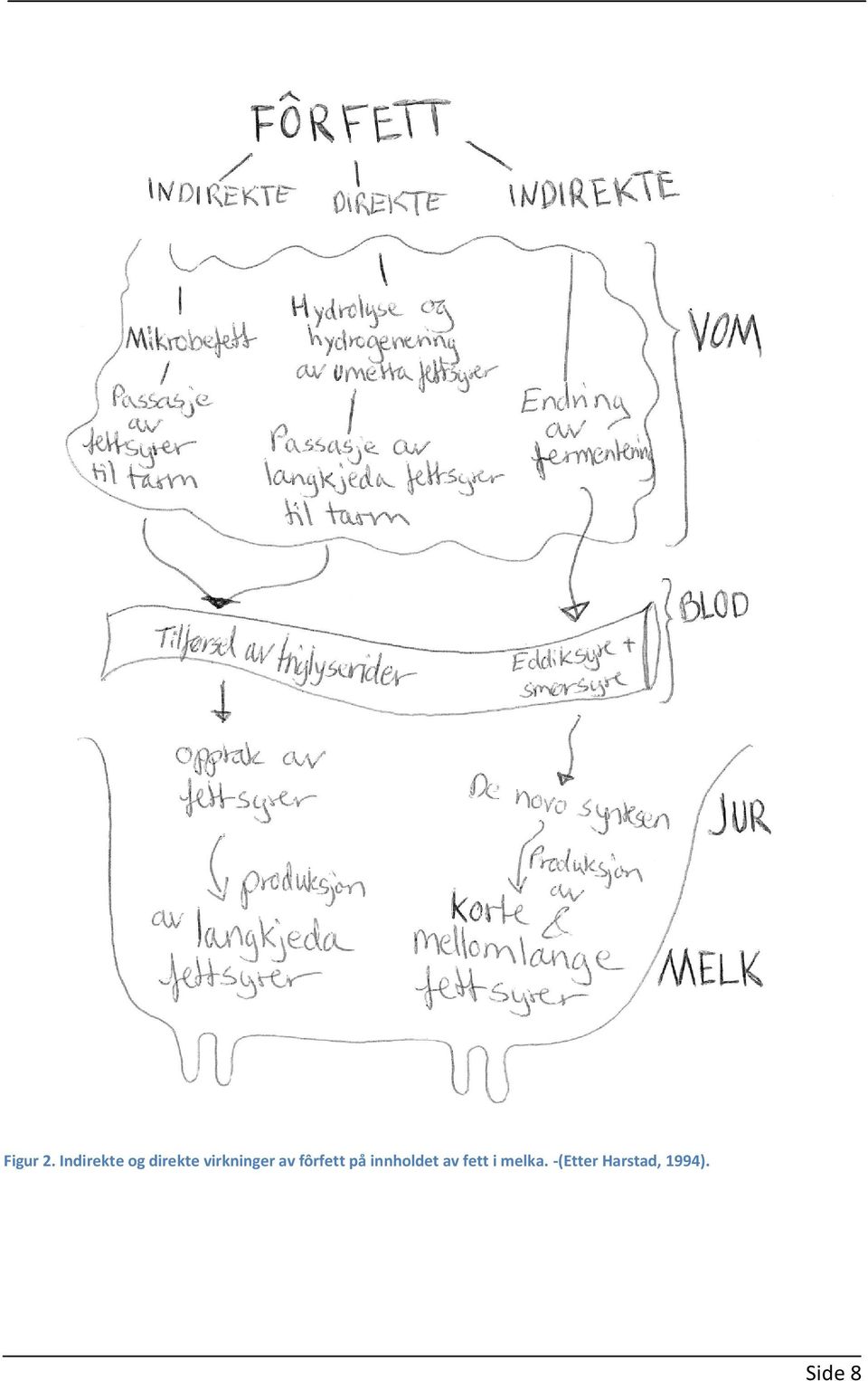 virkninger av fôrfett på