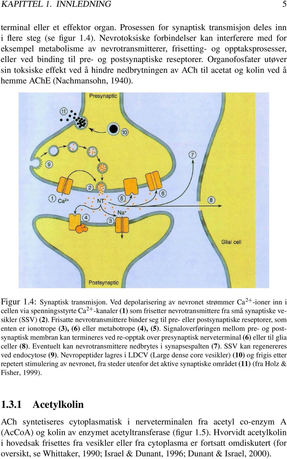 Organofosfater utøver sin toksiske effekt ved å hindre nedbrytningen av ACh til acetat og kolin ved å hemme AChE (Nachmansohn, 1940). Figur 1.4: Synaptisk transmisjon.