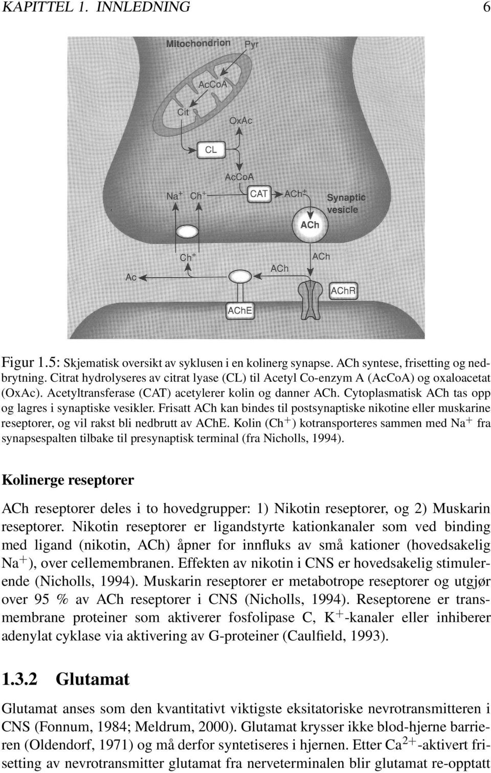 Cytoplasmatisk ACh tas opp og lagres i synaptiske vesikler. Frisatt ACh kan bindes til postsynaptiske nikotine eller muskarine reseptorer, og vil rakst bli nedbrutt av AChE.