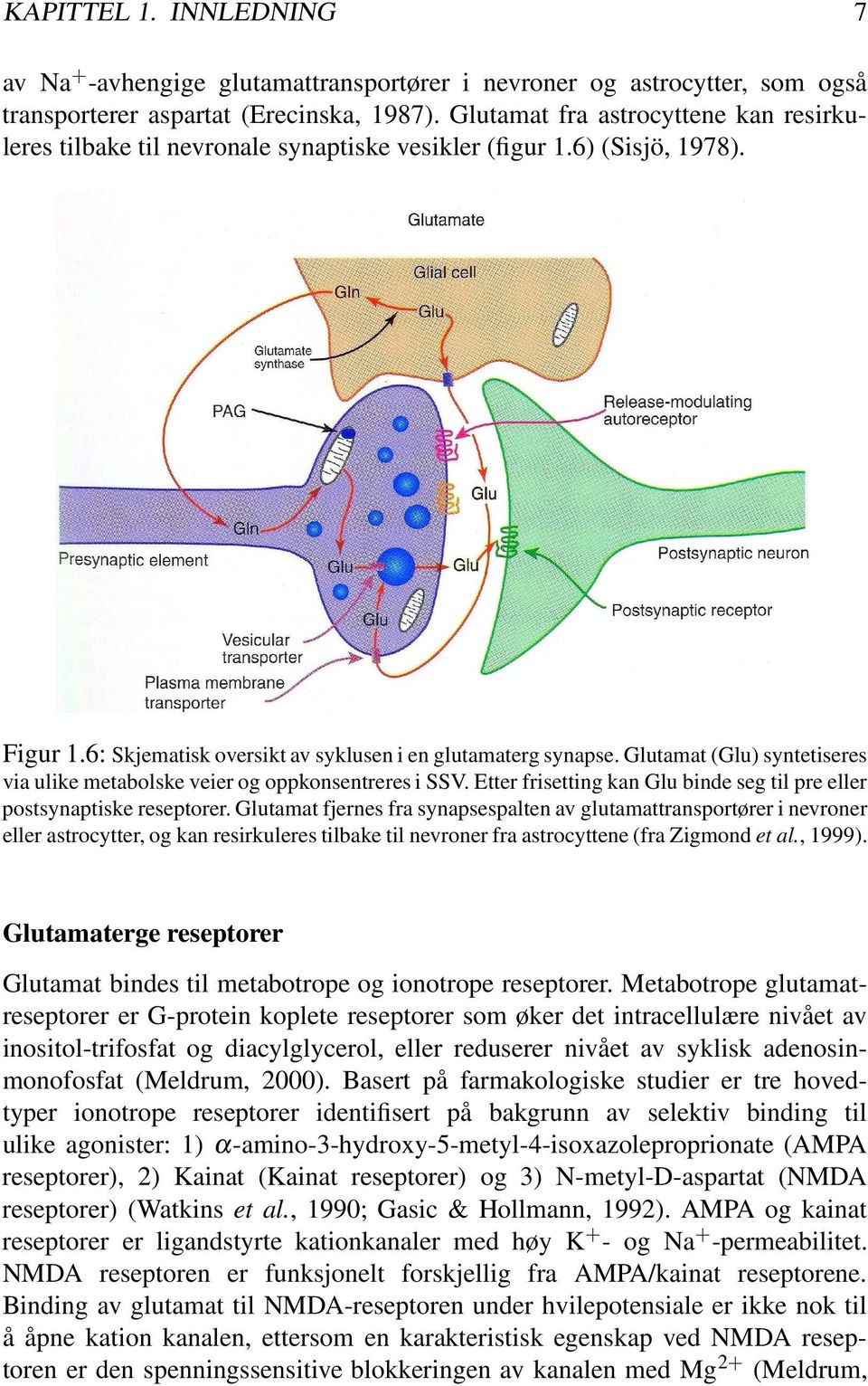 Glutamat (Glu) syntetiseres via ulike metabolske veier og oppkonsentreres i SSV. Etter frisetting kan Glu binde seg til pre eller postsynaptiske reseptorer.