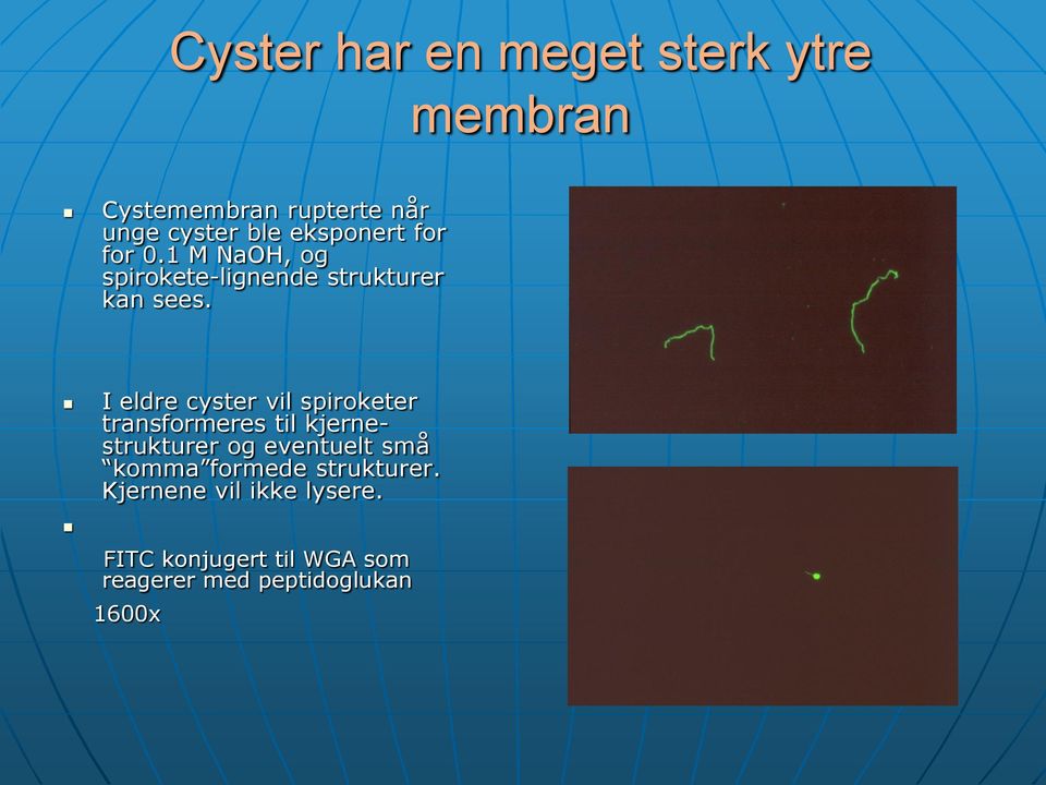 I eldre cyster vil spiroketer transformeres til kjernestrukturer og eventuelt små