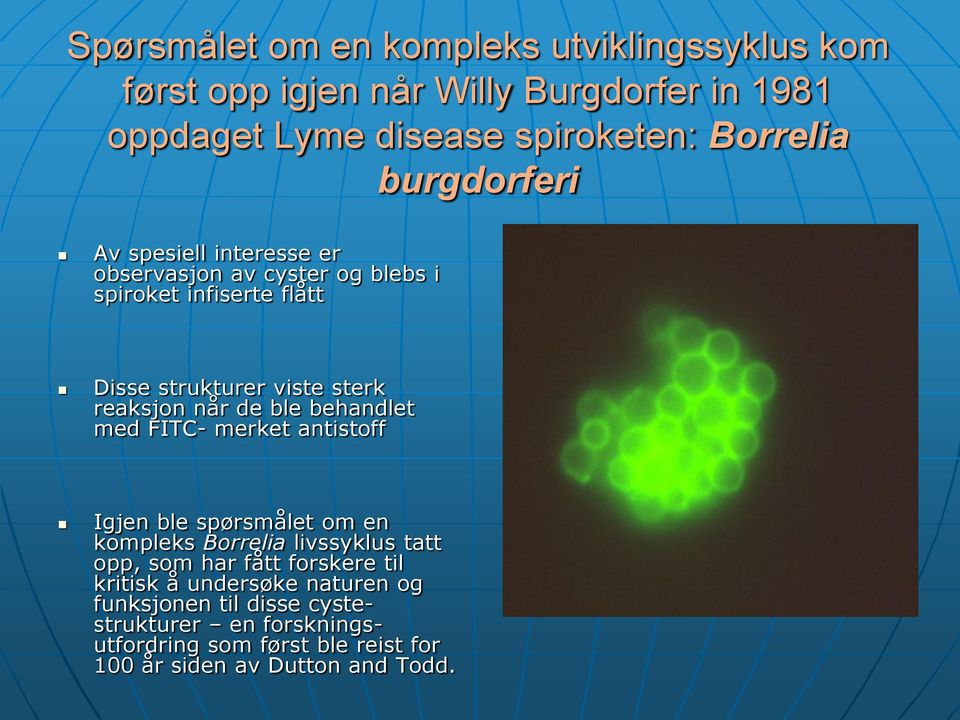 de ble behandlet med FITC- merket antistoff Igjen ble spørsmålet om en kompleks Borrelia livssyklus tatt opp, som har fått forskere til