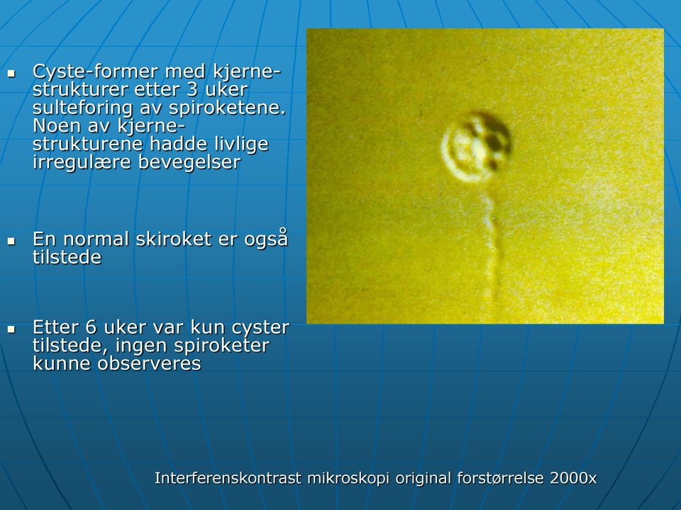 skiroket er også tilstede Etter 6 uker var kun cyster tilstede, ingen