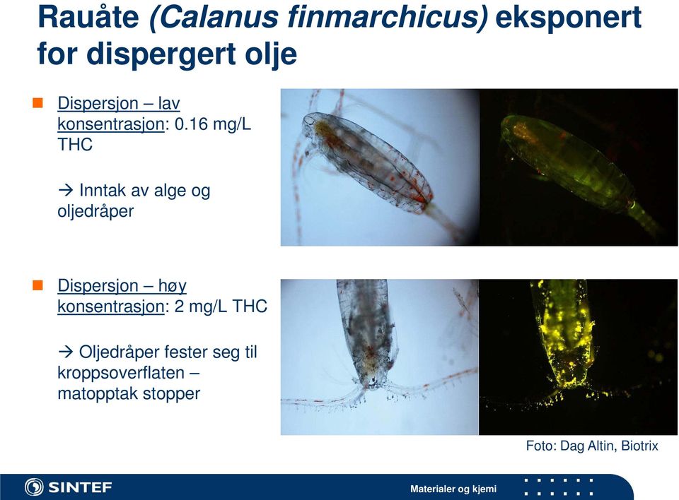 16 mg/l THC Inntak av alge og oljedråper Dispersjon høy