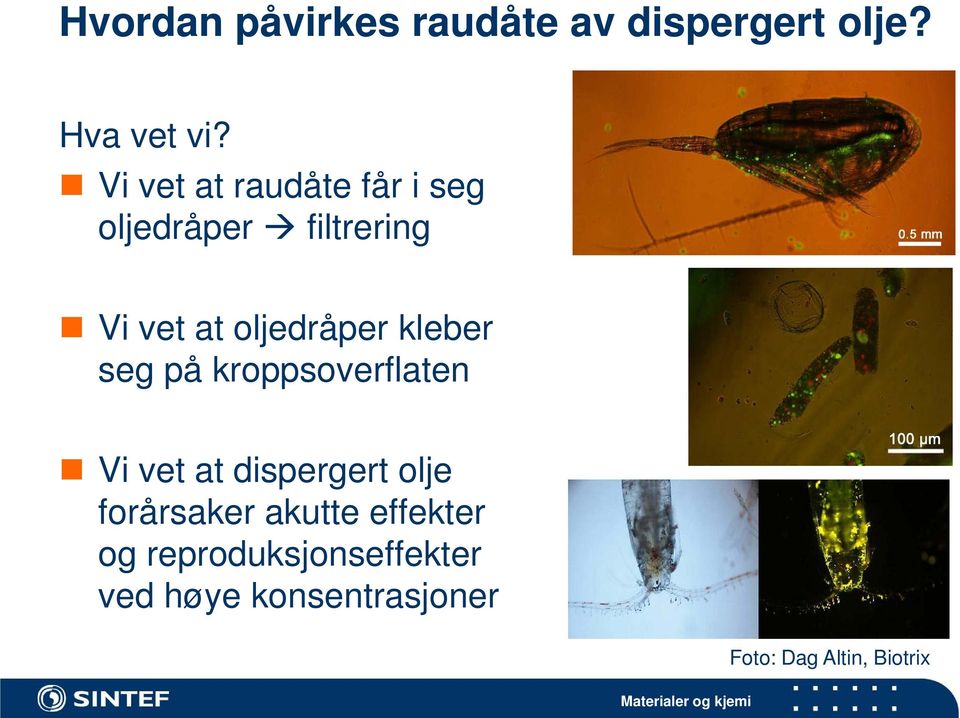 kleber seg på kroppsoverflaten Vi vet at dispergert olje forårsaker