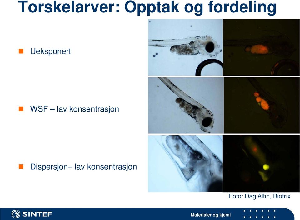 konsentrasjon Dispersjon lav