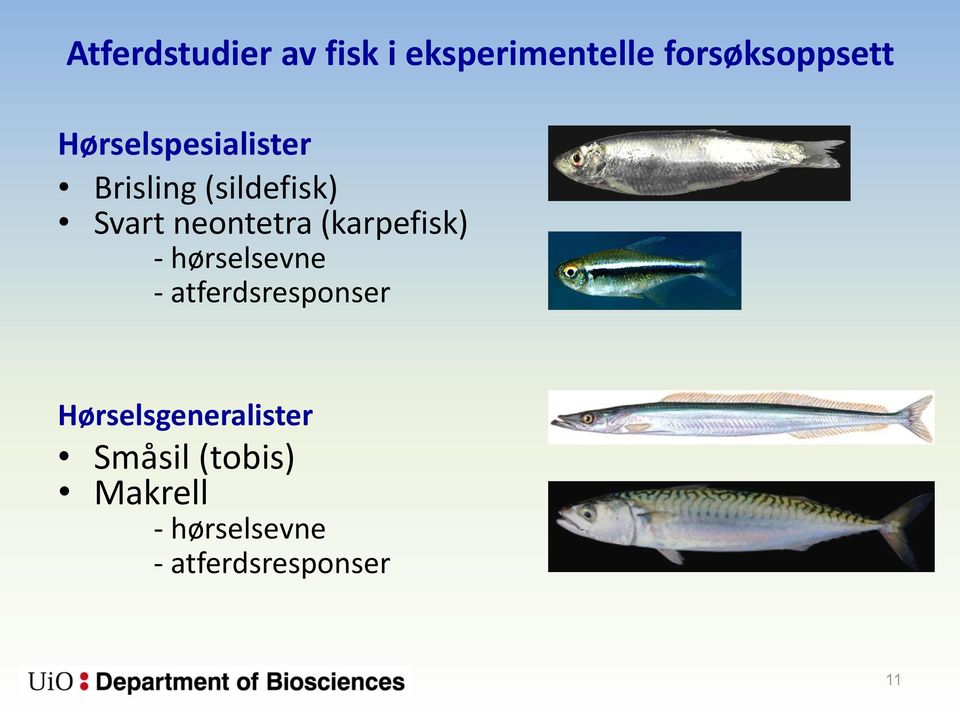 (karpefisk) - hørselsevne - atferdsresponser