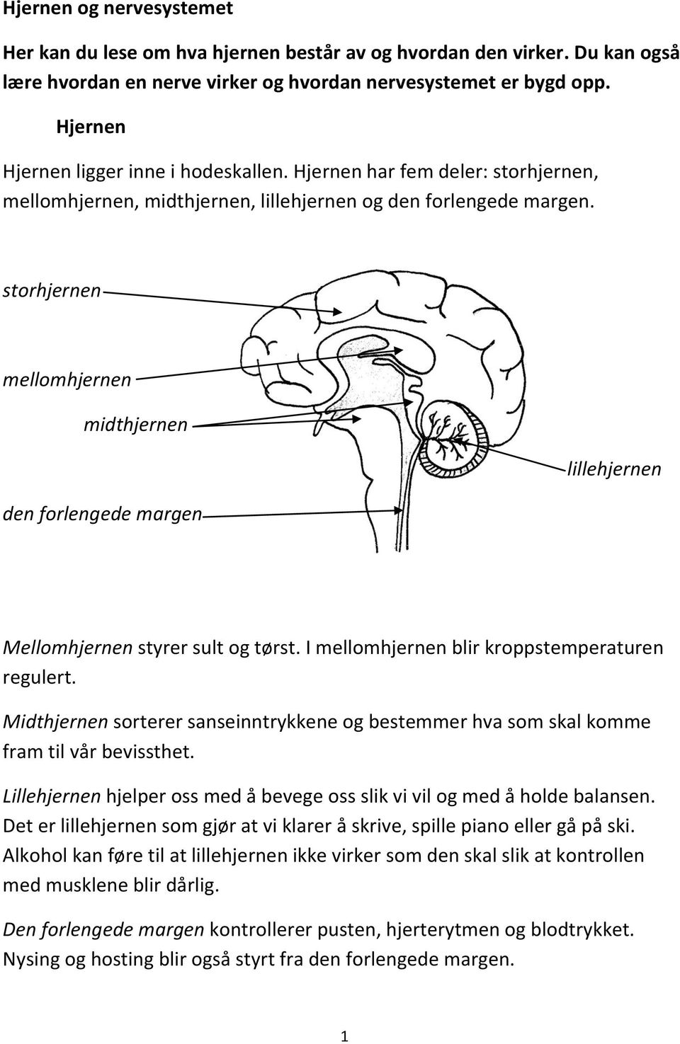 storhjernen mellomhjernen midthjernen lillehjernen den forlengede margen Mellomhjernen styrer sult og tørst. I mellomhjernen blir kroppstemperaturen regulert.