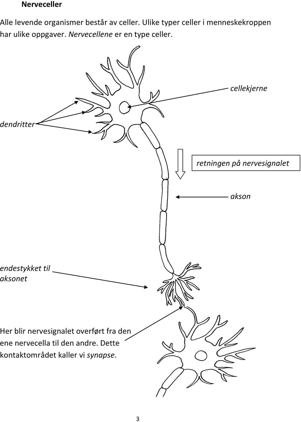 Nervecellene er en type celler.